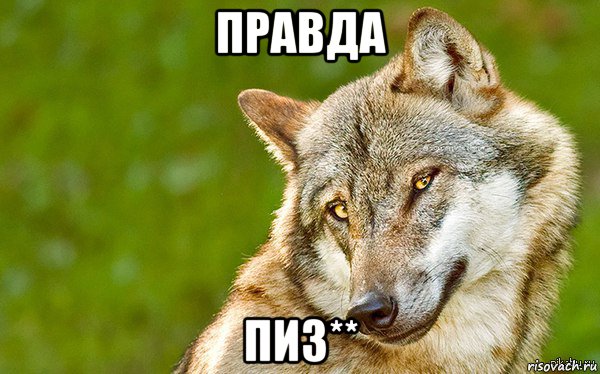 правда пиз**, Мем   Volf