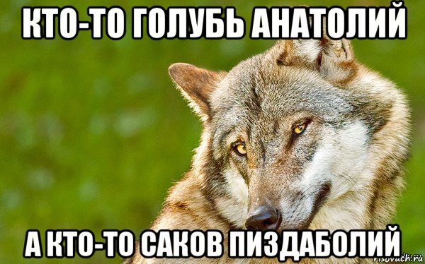 кто-то голубь анатолий а кто-то саков пиздаболий, Мем   Volf