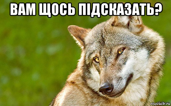 вам щось пiдсказать? , Мем   Volf