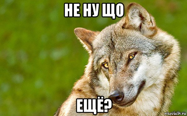 не ну що ещё?, Мем   Volf