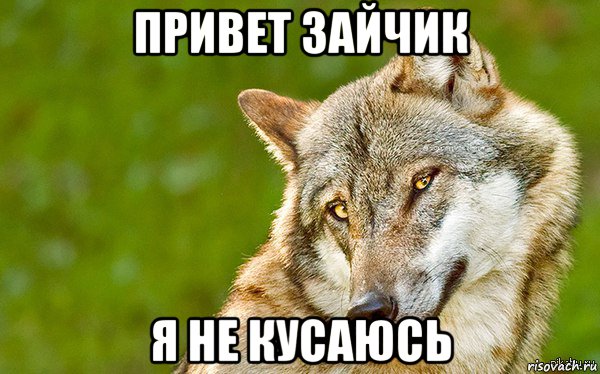 привет зайчик я не кусаюсь, Мем   Volf