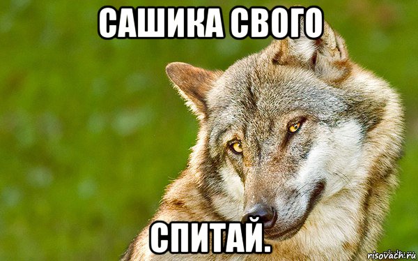 сашика свого спитай., Мем   Volf