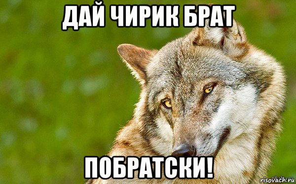 дай чирик брат побратски!, Мем   Volf