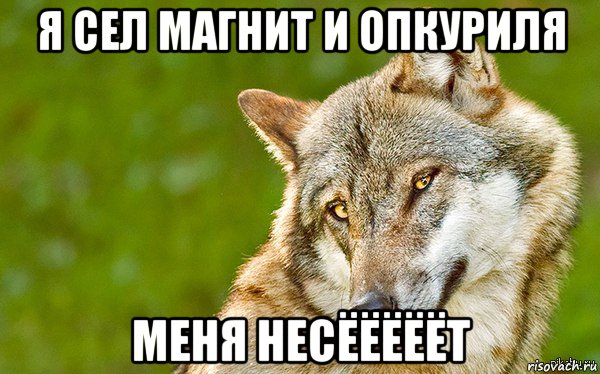 я сел магнит и опкуриля меня несёёёёёт, Мем   Volf