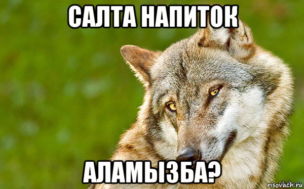 салта напиток аламызба?, Мем   Volf