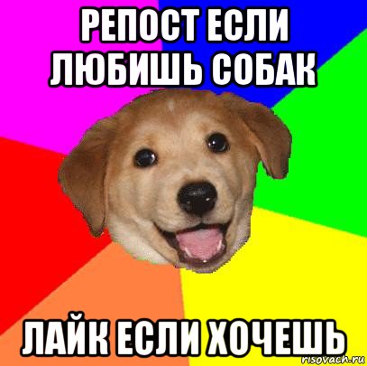 репост если любишь собак лайк если хочешь, Мем Advice Dog