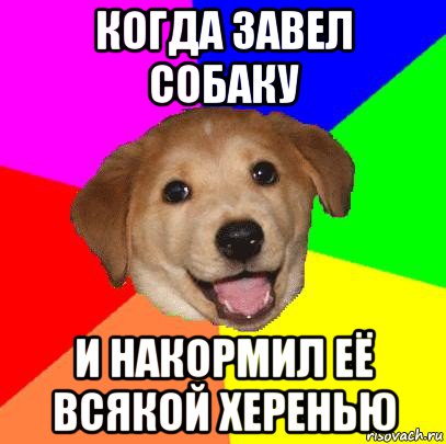 когда завел собаку и накормил её всякой херенью, Мем Advice Dog