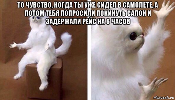 то чувство, когда ты уже сидел в самолете, а потом тебя попросили покинуть салон и задержали рейс на 6 часов , Мем Чучело кота