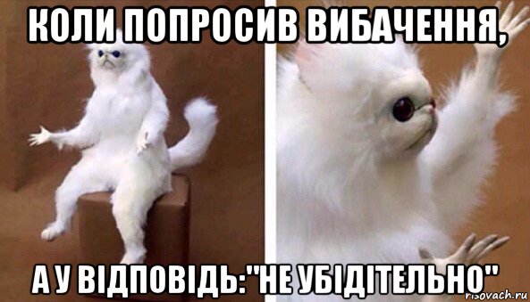 коли попросив вибачення, а у відповідь:"не убідітельно", Мем Чучело кота