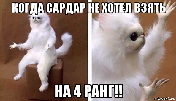 когда сардар не хотел взять на 4 ранг!!, Мем Чучело кота