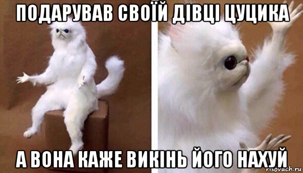 подарував своїй дівці цуцика а вона каже викінь його нахуй, Мем Чучело кота