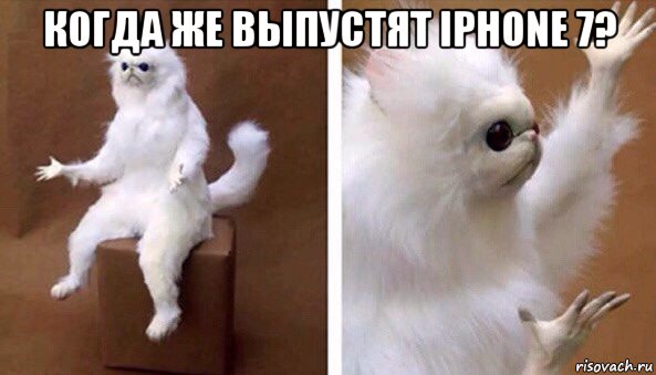 когда же выпустят iphone 7? , Мем Чучело кота