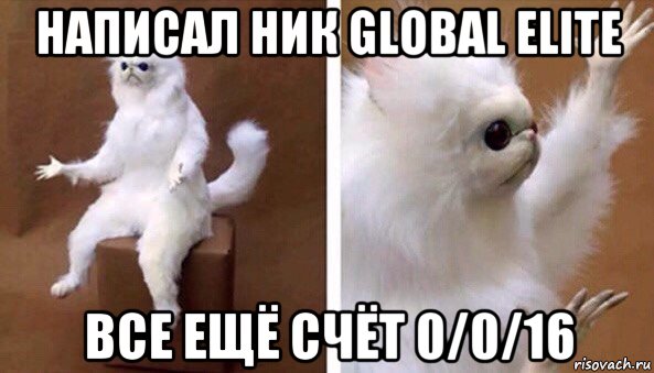 написал ник global elite все ещё счёт 0/0/16, Мем Чучело кота