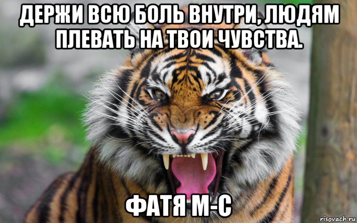 держи всю боль внутри, людям плевать на твои чувства. фатя м-с, Мем ДЕРЗКИЙ ТИГР