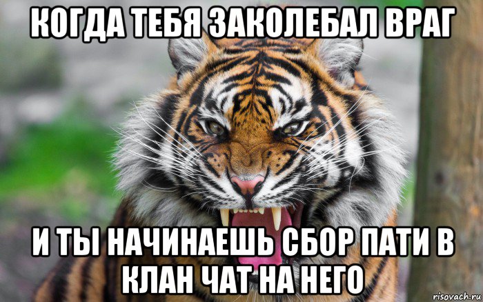 когда тебя заколебал враг и ты начинаешь сбор пати в клан чат на него, Мем ДЕРЗКИЙ ТИГР