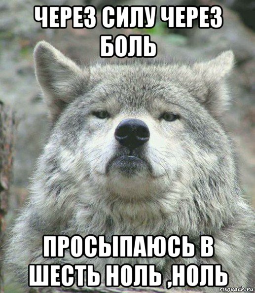 через силу через боль просыпаюсь в шесть ноль ,ноль, Мем    Гордый волк