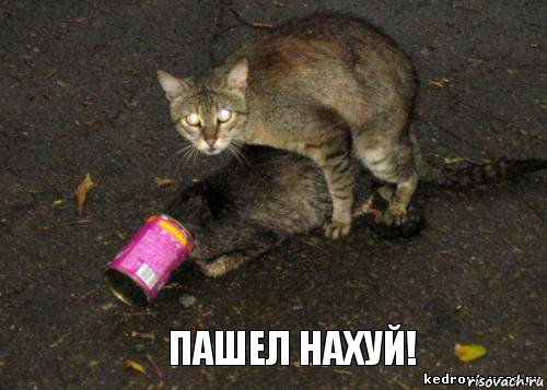 Пашел нахуй!, Комикс кошки