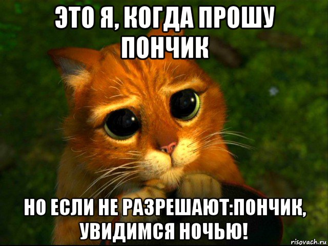 это я, когда прошу пончик но если не разрешают:пончик, увидимся ночью!, Мем кот из шрека