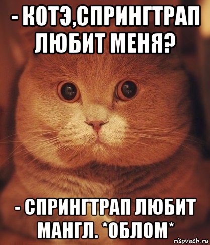 - котэ,спрингтрап любит меня? - спрингтрап любит мангл. *облом*, Мем  Кот который видел ужасные вещи