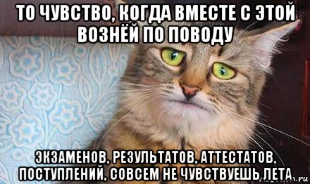 то чувство, когда вместе с этой вознёй по поводу экзаменов, результатов, аттестатов, поступлений, совсем не чувствуешь лета, Мем  кот печаль