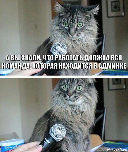 а вы знали, что работать должна вся команда, которая находится в админке , Комикс  кот с микрофоном