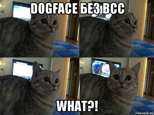 dogface без всс what?!, Мем  Кот в шоке