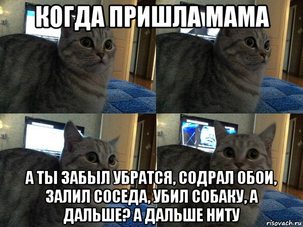 когда пришла мама а ты забыл убратся, содрал обои, залил соседа, убил собаку, а дальше? а дальше ниту, Мем  Кот в шоке