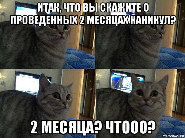 итак, что вы скажите о проведенных 2 месяцах каникул? 2 месяца? чтооо?, Мем  Кот в шоке