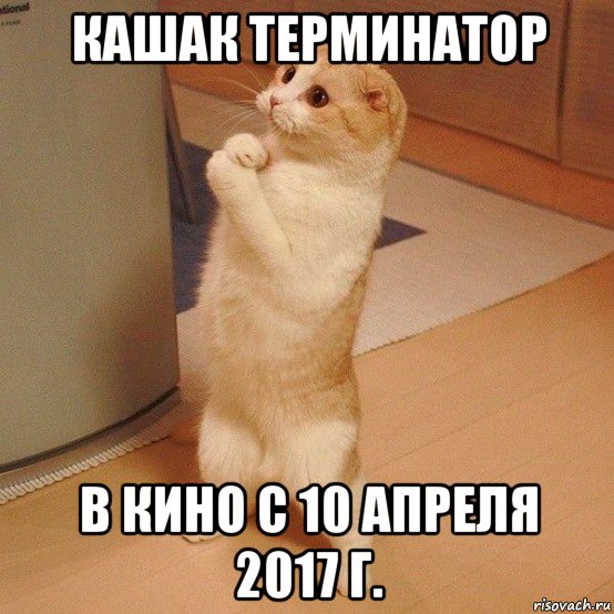 кашак терминатор в кино с 10 апреля 2017 г., Мем  котэ молится