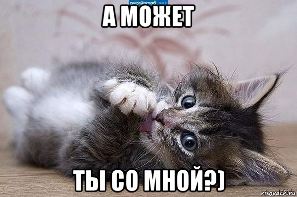 а может ты со мной?), Мем  котенок