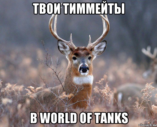 твои тиммейты в world of tanks, Мем   Наивный олень