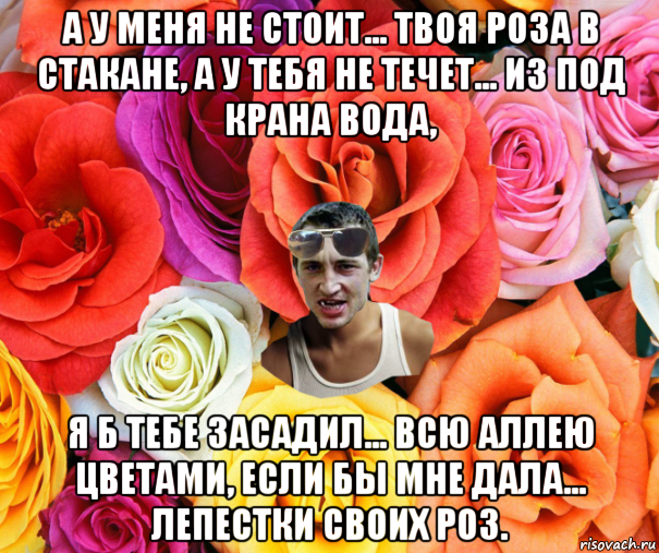 а у меня не стоит... твоя роза в стакане, а у тебя не течет... из под крана вода, я б тебе засадил... всю аллею цветами, если бы мне дала... лепестки своих роз., Мем  пацанчо