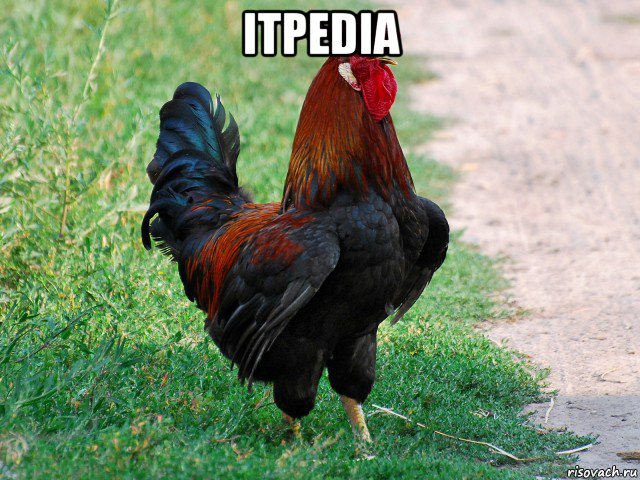 itpedia , Мем петух