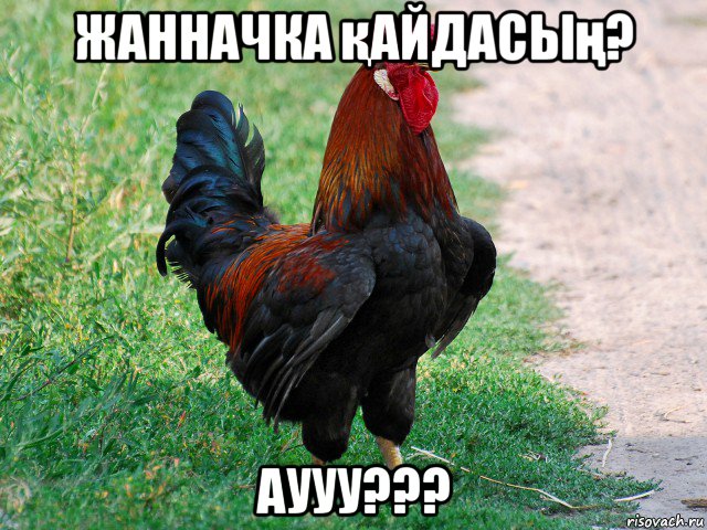 жанначка қайдасың? аууу???, Мем петух