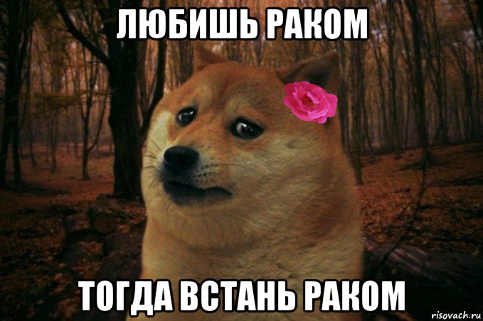 любишь раком тогда встань раком, Мем  SAD DOGE GIRL