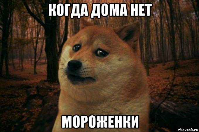 когда дома нет мороженки, Мем SAD DOGE