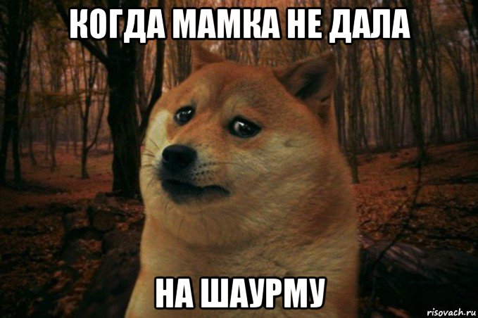 когда мамка не дала на шаурму, Мем SAD DOGE