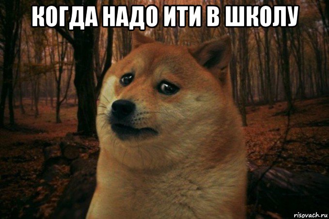 когда надо ити в школу , Мем SAD DOGE