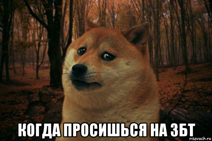  когда просишься на збт, Мем SAD DOGE