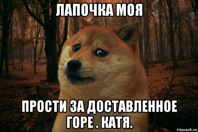 лапочка моя прости за доставленное горе . катя., Мем SAD DOGE