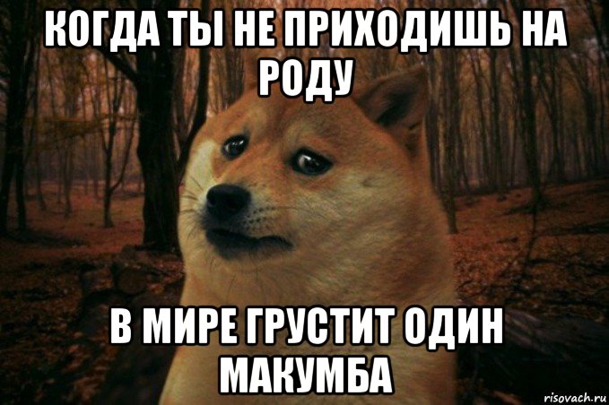 когда ты не приходишь на роду в мире грустит один макумба, Мем SAD DOGE