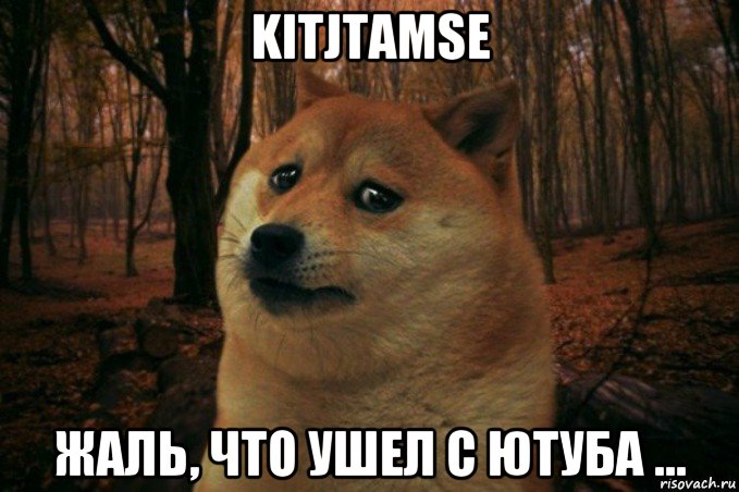 kitjtamse жаль, что ушел с ютуба ..., Мем SAD DOGE