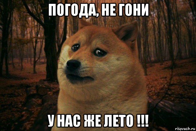 погода, не гони у нас же лето !!!, Мем SAD DOGE