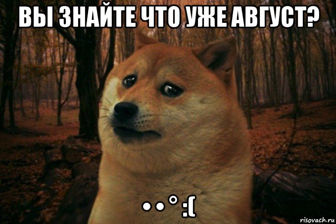 вы знайте что уже август? • • ° :(, Мем SAD DOGE