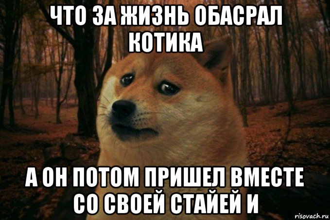 что за жизнь обасрал котика а он потом пришел вместе со своей стайей и, Мем SAD DOGE