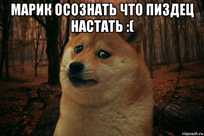 марик осознать что пиздец настать :( , Мем SAD DOGE