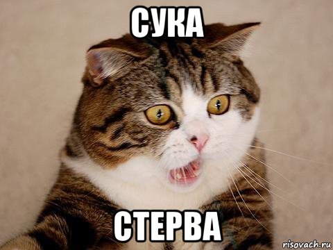 сука стерва