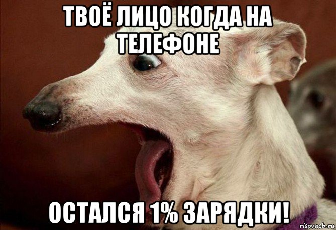 твоё лицо когда на телефоне остался 1% зарядки!, Мем  собака