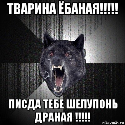 тварина ёбаная!!!!! писда тебе шелупонь драная !!!!!, Мем Сумасшедший волк