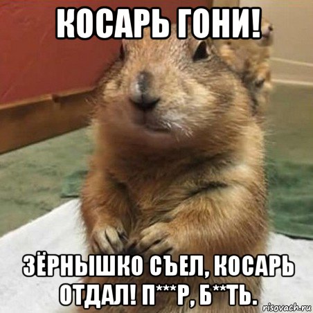 косарь гони! зёрнышко съел, косарь отдал! п***р, б**ть., Мем Суслик спрашивает